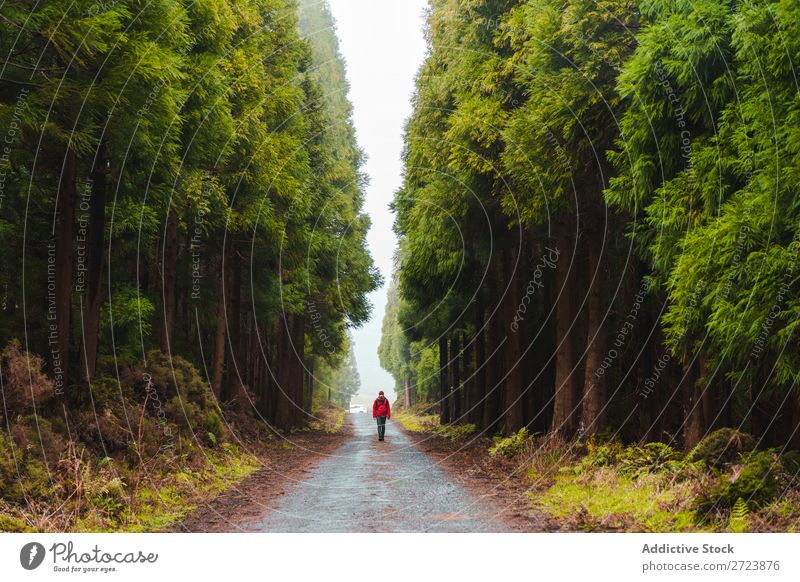 Wanderer im Wald mit erhobenen Händen Tourist Natur Mann Hände hoch laufen Straße rot Jacke grün Ferien & Urlaub & Reisen Abenteuer Landschaft wandern Azoren