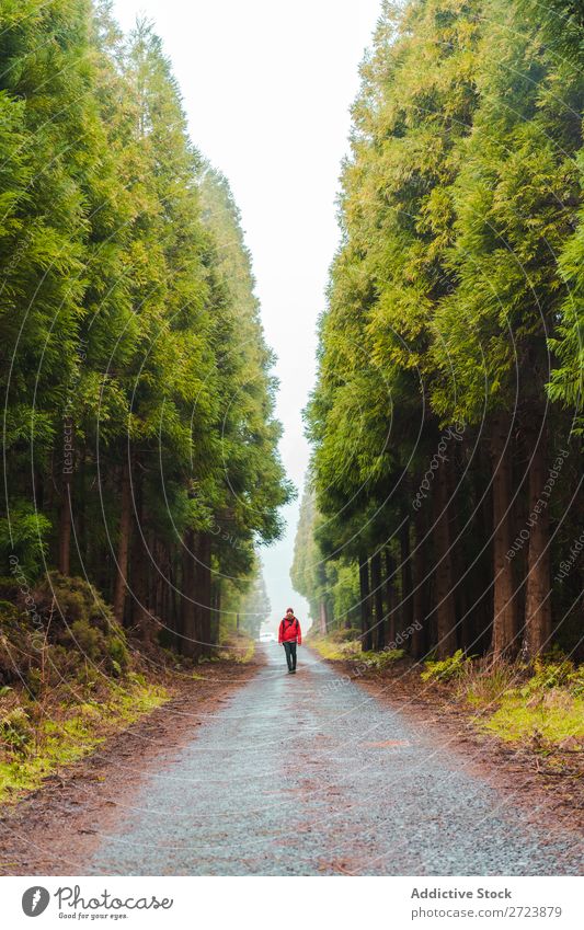 Wanderer im Wald mit erhobenen Händen Tourist Natur Mann Hände hoch laufen Straße rot Jacke grün Ferien & Urlaub & Reisen Abenteuer Landschaft wandern Azoren