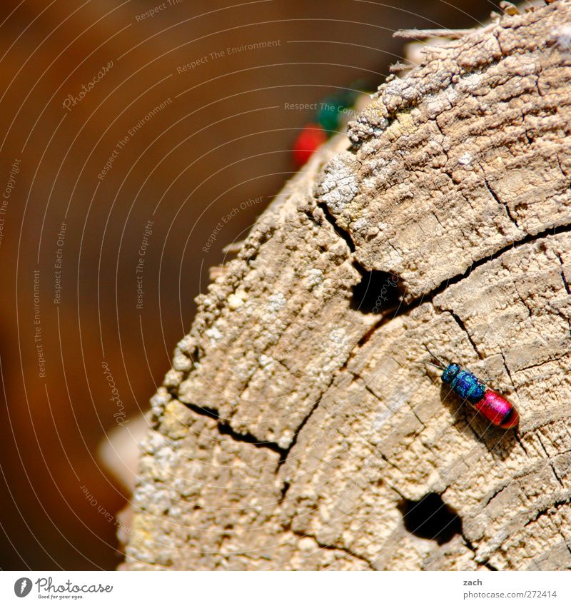 Einchecken im Insektenhotel Pflanze Baum Baumstamm Holz Jahresringe Tier Käfer Flügel Goldwespe 1 krabbeln blau rosa Loch Farbfoto Außenaufnahme Menschenleer