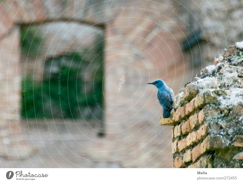 Heute ist die Merle blau Umwelt Tier Mauer Wand Wildtier Vogel Blaumerle 1 hocken Blick sitzen klein natürlich Neugier niedlich Natur Verfall Vergänglichkeit