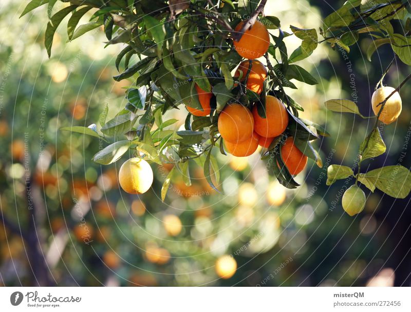 Orange Garden II Natur Klima Klimawandel Schönes Wetter Pflanze Baum ästhetisch Orangensaft Orangenbaum Orangerie reif Gesundheit Wachstum Lebensmittel