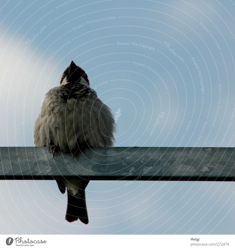 Spatzl... Himmel Frühling Schönes Wetter Tier Wildtier Vogel 1 Metallstange sitzen warten ästhetisch authentisch klein natürlich niedlich blau braun grau