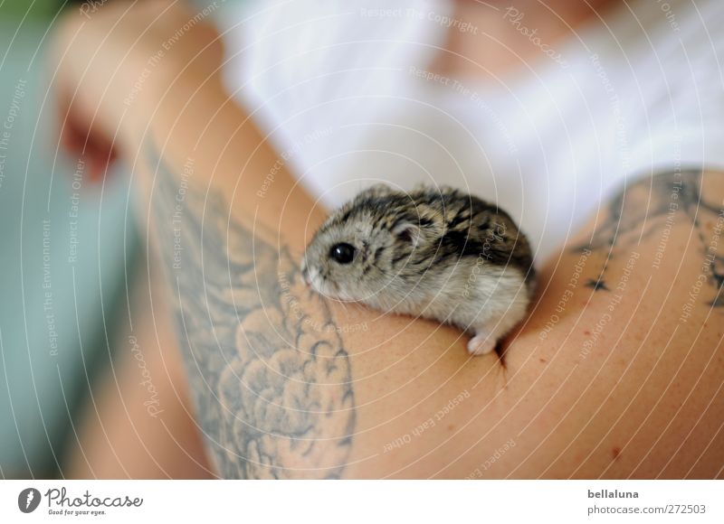 Karli | Auf Adlers Schwingen Mensch feminin Junge Frau Jugendliche Erwachsene Leben Arme 1 Tier Haustier sitzen weich Hamster Zwerghamster Tattoo T-Shirt weiß