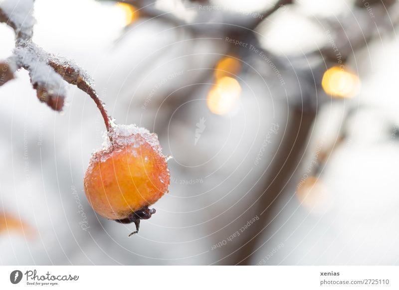 Zierapfel mit Schnee Winter Apfelbaum orange weiß Natur Lichterkette Farbfoto Außenaufnahme Nahaufnahme Detailaufnahme Schwache Tiefenschärfe