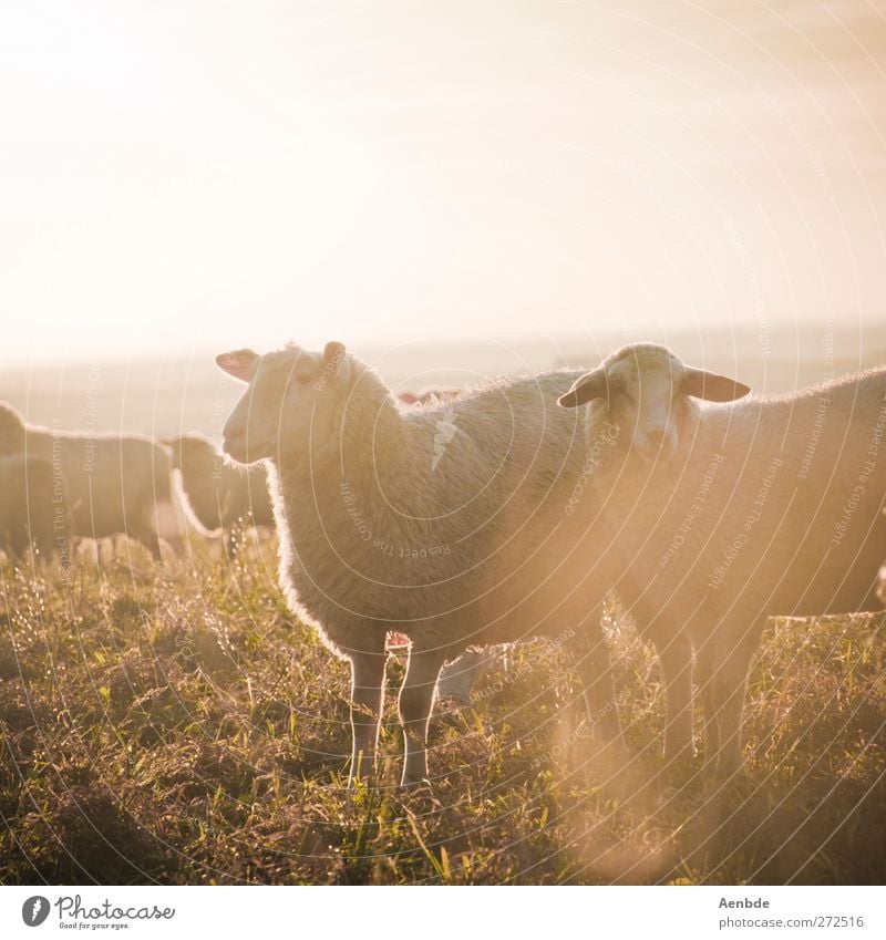 Schafe im Licht Natur Tier Nutztier Herde Freundlichkeit Sonnenlicht Wärme Wiese Farbfoto Außenaufnahme Abend