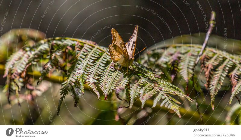 Schmetterling im Sonnenlicht Abenteuer Expedition Natur Frühling Sommer Schönes Wetter Sträucher Blatt Garten Park Wiese Wald Tier Wildtier Tiergesicht Flügel 1