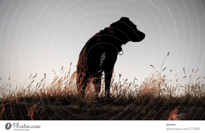 Weitblick Abenteuer Ferne Sommer Natur Landschaft Erde Himmel Wolkenloser Himmel Schönes Wetter Gras Feld Tier Haustier Hund Labrador 1 Denken genießen Blick