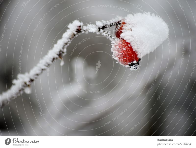 Mit Schirm, Charme und Melone | mit Melone Frucht Pflanze Winter Eis Frost Schnee Hagebutten kalt rot weiß Stimmung Klima Natur Überleben Wandel & Veränderung