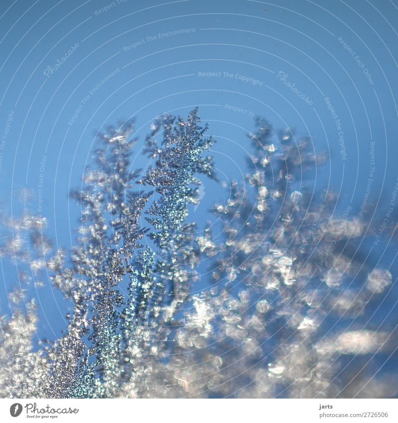 wintergewächs Winter Eis Frost Glas Wachstum frisch glänzend kalt nass blau Natur Eiskristall Farbfoto Außenaufnahme Nahaufnahme Detailaufnahme Makroaufnahme