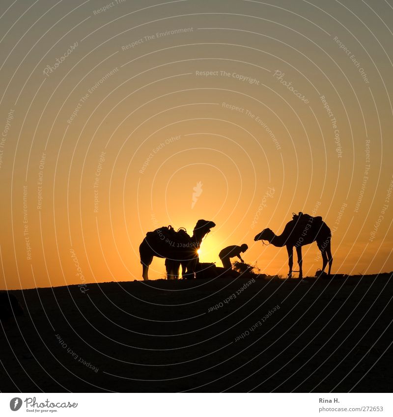 Demut maskulin 1 Mensch Umwelt Natur Horizont Sonnenaufgang Sonnenuntergang Wüste Tunesien Haustier Nutztier Dromedar Kamel 3 Tier Arbeit & Erwerbstätigkeit