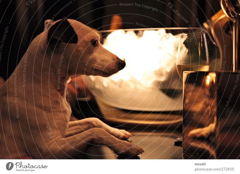 My Life as a Dog Tier Hund 1 Glas lustig gold Freude Innenaufnahme Kunstlicht
