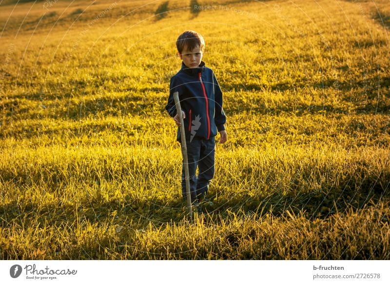 Kind auf einer Weide mit Wanderstock, Sonnenuntergang im Herbst Zufriedenheit Ausflug Abenteuer wandern 1 Mensch Natur Sonnenlicht Schönes Wetter Gras Wiese