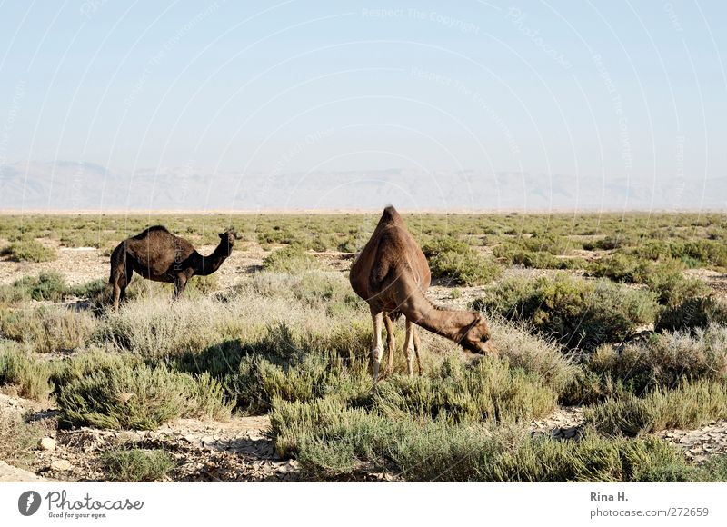Camelus Dromedarius Natur Landschaft Himmel Horizont Gras Steppe Tunesien Nutztier 2 Tier beobachten Fressen trocken Wärme blau braun grün