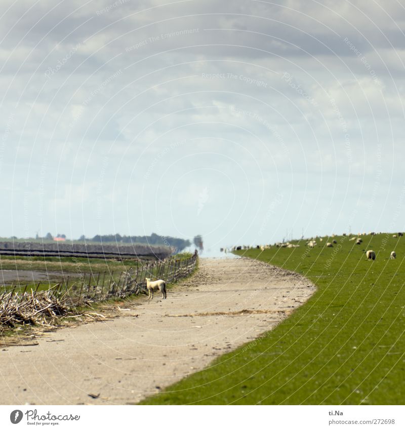 wo gehts zum Strand | Helmsand Landschaft Frühling Sommer Gras Bucht Nordsee Wattenmeer Nutztier Schaf Lamm Tierjunges Fressen wandern natürlich Neugier