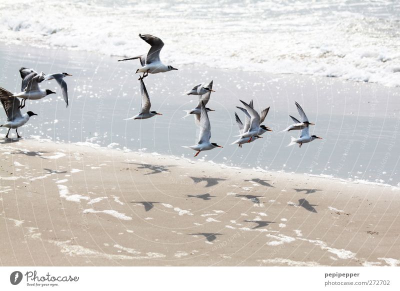 V v Vv V v v Sommer Strand Meer Wellen Tier Vogel Tiergruppe fliegen Zusammenhalt Möwe Außenaufnahme Tierporträt
