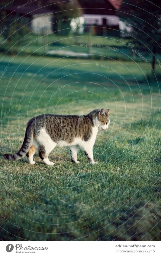Dorfkater Natur Tier Gras Garten Wiese Haustier Katze 1 Blick Glück Farbfoto Außenaufnahme Tag Tierporträt Profil Wegsehen