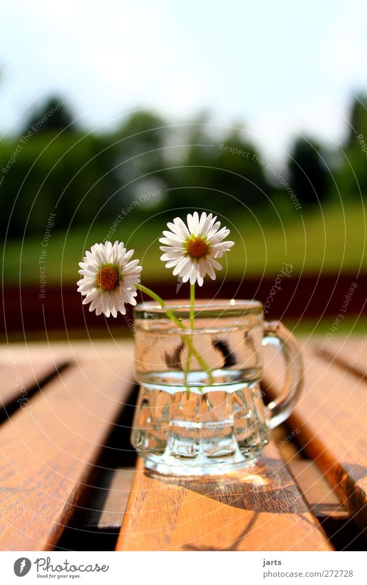blümchen Alkohol Spirituosen Pflanze Blume Blüte schön Gelassenheit ruhig Natur Schnapsglas Gänseblümchen Tisch Farbfoto Außenaufnahme Nahaufnahme Menschenleer