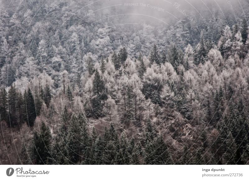 Wintermärchen Umwelt Natur Landschaft Pflanze Klima Wetter schlechtes Wetter Eis Frost Schnee Baum Wald China Juizhaigou Sichuan dunkel Unendlichkeit kalt