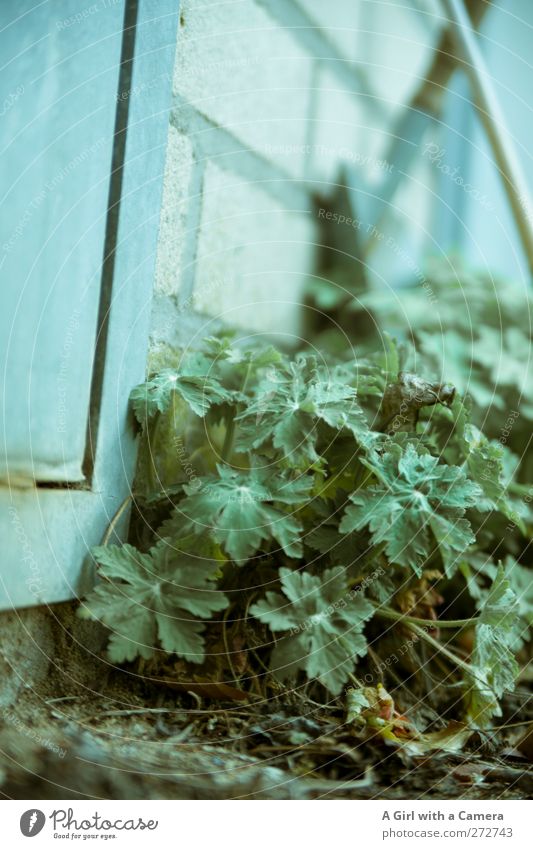 am Boden Garten Umwelt Natur Pflanze Wildpflanze Wachstum authentisch frisch schön wild blau türkis harmonisch Wand unordentlich chaotisch Farbfoto