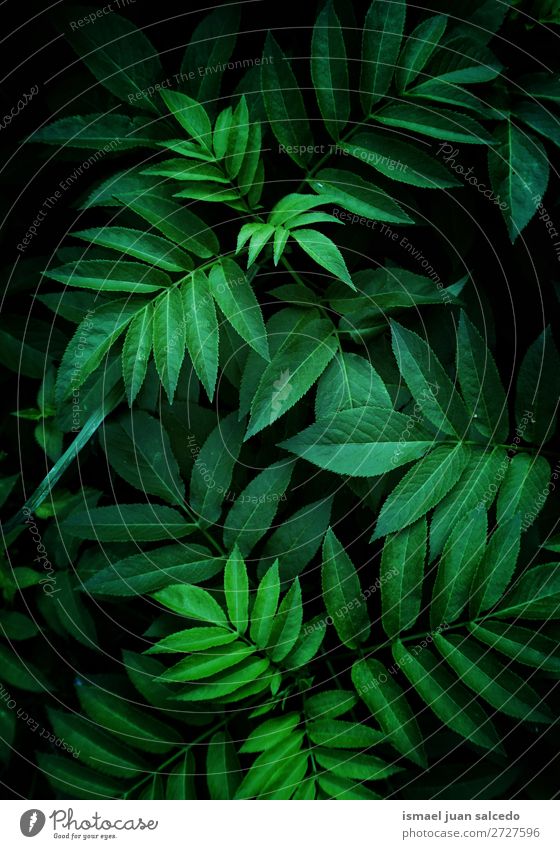 grüne Pflanzenblätter Blatt Garten geblümt Natur Dekoration & Verzierung abstrakt Konsistenz frisch Außenaufnahme Hintergrund Beautyfotografie Zerbrechlichkeit