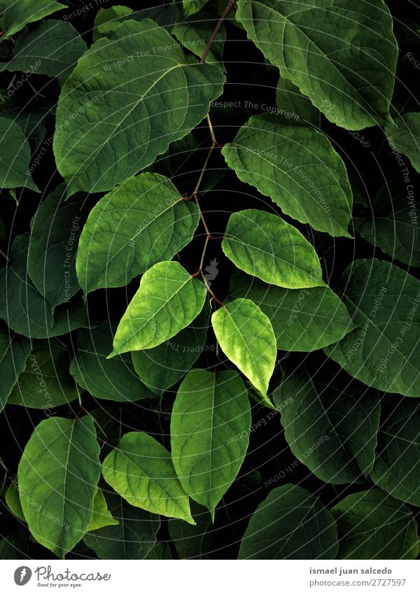 grüne Pflanzenblätter Blatt Garten geblümt Natur Dekoration & Verzierung abstrakt Konsistenz frisch Außenaufnahme Hintergrund Beautyfotografie Zerbrechlichkeit