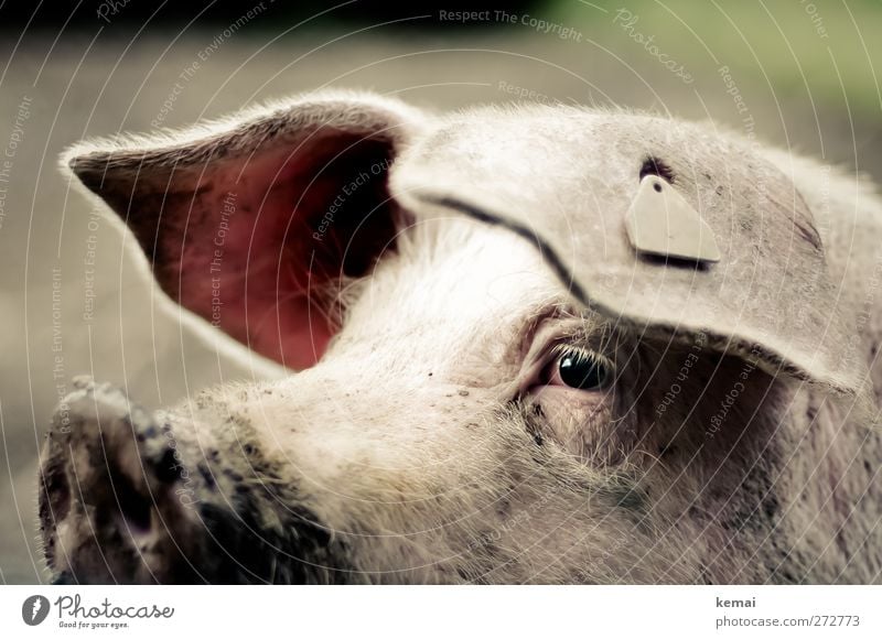 Steckdose Tier Nutztier Tiergesicht Schwein Hausschwein Ohr Auge Schnauze 1 Blick dreckig Wachsamkeit Landwirtschaft Vieh Farbfoto Gedeckte Farben Außenaufnahme
