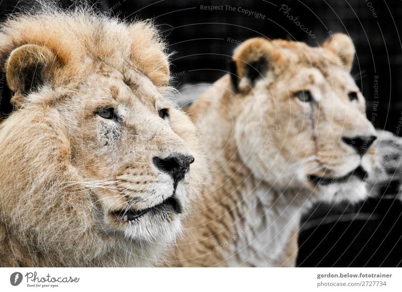 wo ist die Beute? Natur Tier Wildtier Löwe 2 Tierpaar entdecken elegant gigantisch groß natürlich blau braun gelb grau schwarz weiß Tapferkeit Kraft