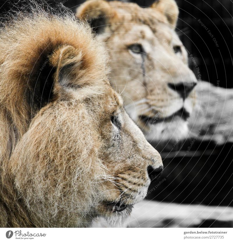 Wildes Afrika Natur Tier Wildtier Löwen 2 Tierpaar entdecken gigantisch natürlich Neugier blau braun gelb schwarz weiß Erfolg Kraft Mut Tatkraft Abenteuer