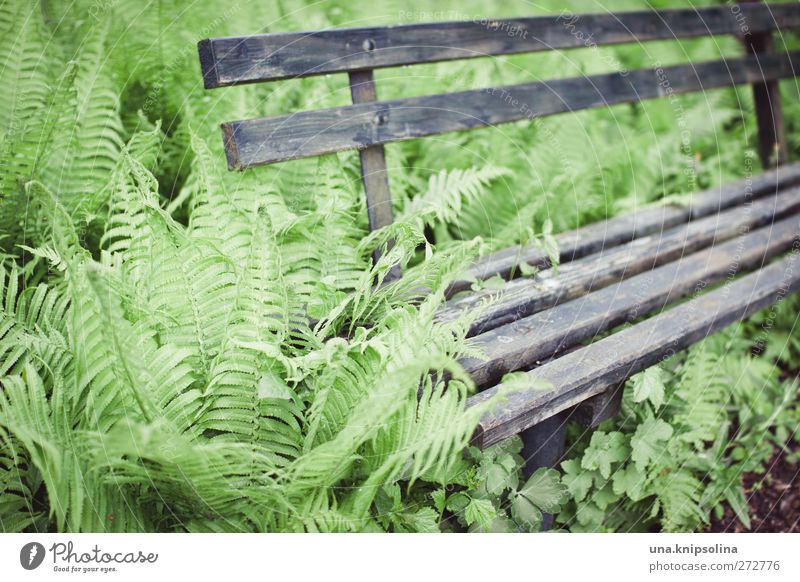 platz im grünen Umwelt Natur Pflanze Farn Grünpflanze Garten Holz alt natürlich grau Vergänglichkeit Wachstum Bank bewachsen Farbfoto Gedeckte Farben
