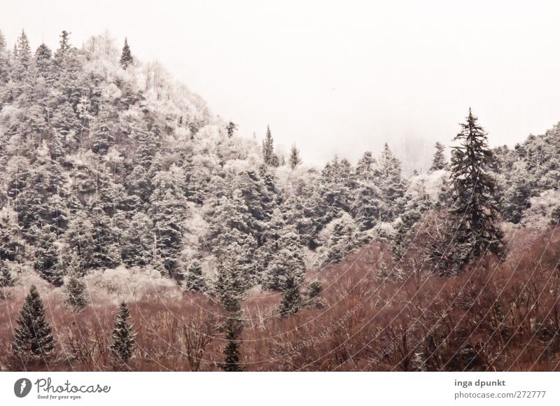 Schneewald Winter Umwelt Pflanze Eis Frost Schneefall Baum Wald kalt Umweltschutz China Sichuan Juizhaigou Märchen Phantasie Nationalpark Farbfoto Außenaufnahme