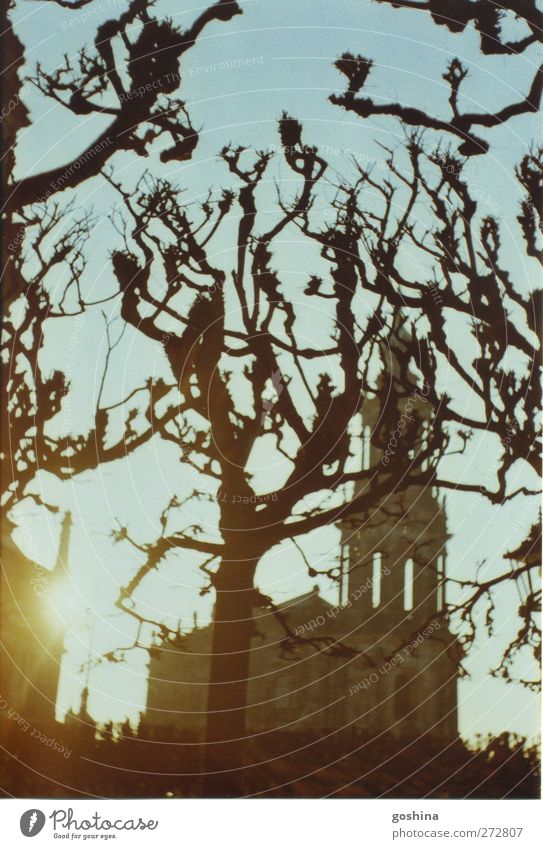 Knorrig Natur Winter Baum Park Stadt Kirche Sehenswürdigkeit Stein Holz ruhig träumen Stimmung Farbfoto Außenaufnahme Polaroid Abend Dämmerung Silhouette
