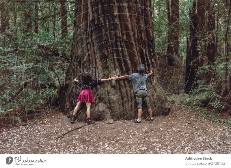 Freunde umarmen einen riesigen Baum Frau umarmend Park Rüssel Umarmen Natur Liebe Erholung Wunderland harmonisch Umwelt Wald träumen stehen natürlich Schutz