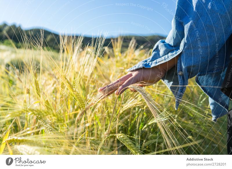 Getreideperson beim Wandern im Sommerfeld Mensch Feld berühren Natur Lifestyle Landschaft organisch Hand Körperteil Wiese Außenaufnahme Gras Pflanze Länder