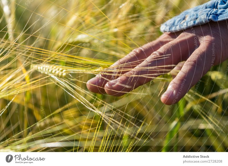 Getreideperson beim Wandern im Sommerfeld Mensch Feld berühren Natur Lifestyle Landschaft organisch Hand Körperteil Wiese Außenaufnahme Gras Pflanze Länder