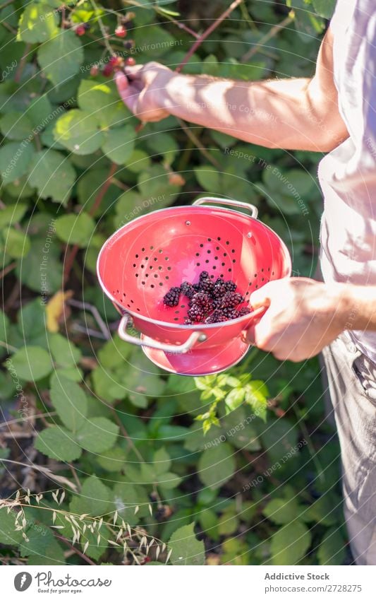 Mann sammelt Beeren sammelnd Garten Ernte Sommer Sträucher Saison frisch lecker Freizeit & Hobby Jahreszeiten Landwirtschaft abholen Erfrischung Sonnenlicht