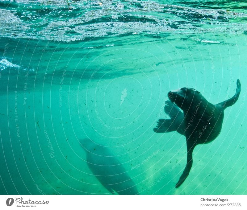unter dem meer Natur Tier Wellen Nordsee Ostsee Meer Zoo Aquarium Seehund 1 Wasser Schwimmen & Baden Blick tauchen Fröhlichkeit frisch Glück Neugier niedlich
