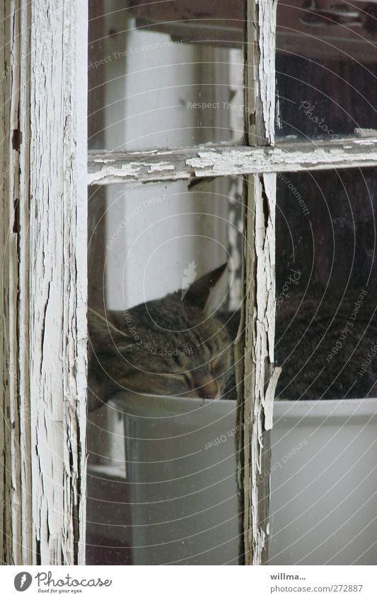Katze im Blumentopf Hauskatze schlafen Häusliches Leben Fenster Tier Langeweile Fensterrahmen Fensterkreuz Fensterplatz Müdigkeit Farbfoto Menschenleer