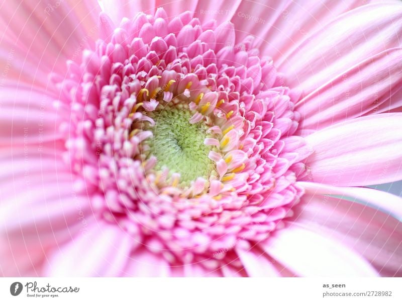 Pink Gerbera Leben harmonisch Duft Valentinstag Hochzeit Geburtstag Gartenarbeit Floristik Umwelt Natur Pflanze Frühling Sommer Blume Blüte Blühend ästhetisch