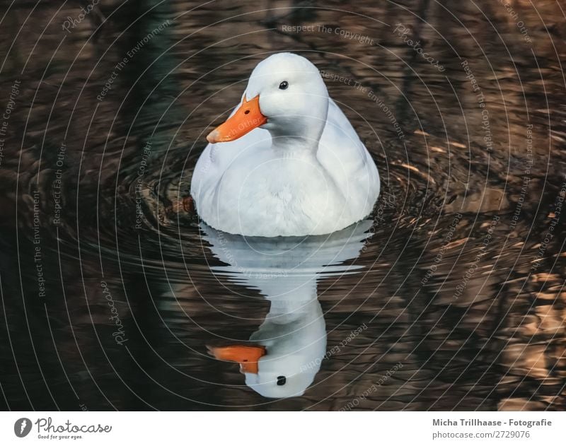 Weiße Ente mit Spiegelbild Natur Tier Wasser Sonnenlicht Schönes Wetter Teich See Bach Wildtier Vogel Tiergesicht Flügel Stockente Schnabel Feder Auge 1