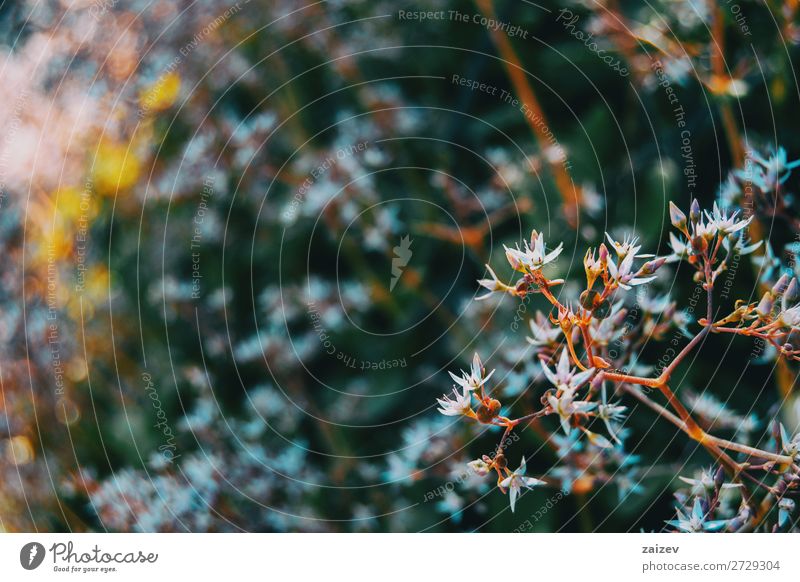 Nahaufnahme einiger Knospen und weißer Blüten von Sedum album Sedum-Album weiße Fetthenne Crassulaceae Blumen blüht Sprossen burgeons Ast Ameise Blätter