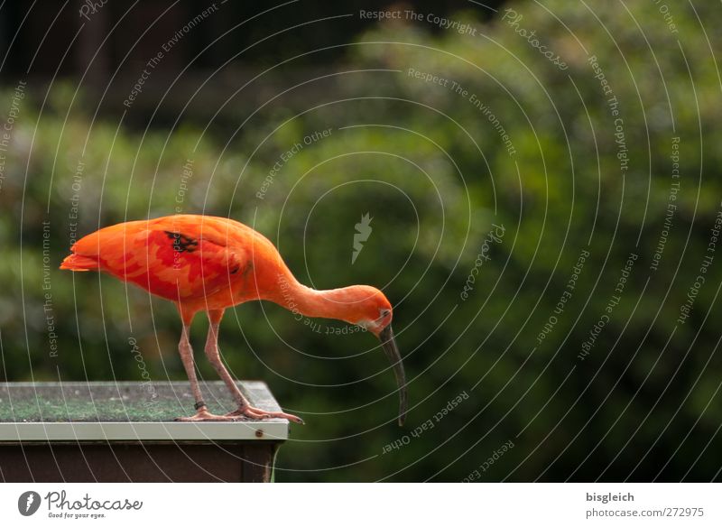 Roter Sichler Tier Vogel 1 Blick stehen grün orange rot achtsam Wachsamkeit Neugier Farbfoto mehrfarbig Außenaufnahme Menschenleer Textfreiraum rechts