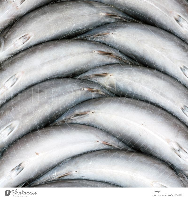 Freitags gibt´s Fisch Marktstand Fischmarkt Ernährung frisch Ordnung Farbfoto Außenaufnahme Nahaufnahme Muster Menschenleer Textfreiraum links