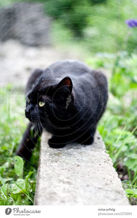 Auf der Mauer auf der Lauer... Umwelt Natur Erde Pflanze Haustier Katze 1 Tier beobachten authentisch Kraft Leben gefährlich tierisch schwarz Hauskatze Balken