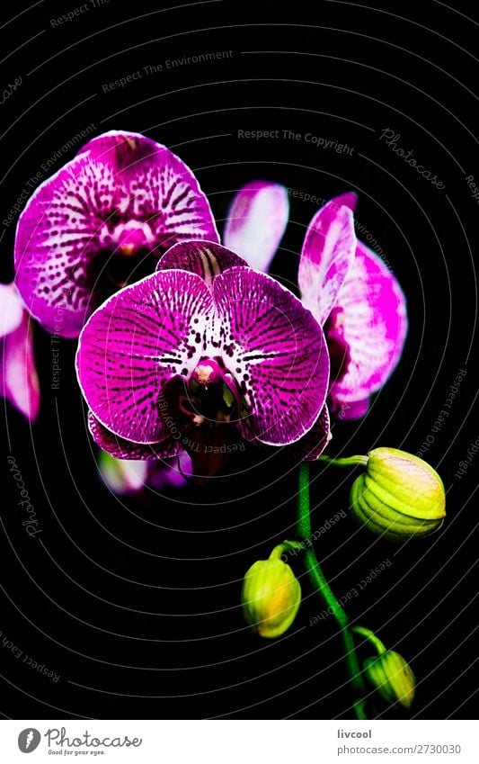 exquisite Orchidee auf schwarzem Hintergrund schön Garten Natur Pflanze Blume Blüte Park dunkel gelb grün rosa purpur fantastisch Beautyfotografie