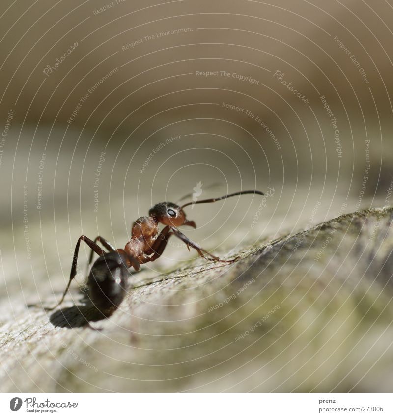 A-Meise Umwelt Natur Tier Wildtier 1 braun rot Waldameise Ameise Insekt Farbfoto Außenaufnahme Menschenleer Textfreiraum oben Tag Licht Schatten Sonnenlicht