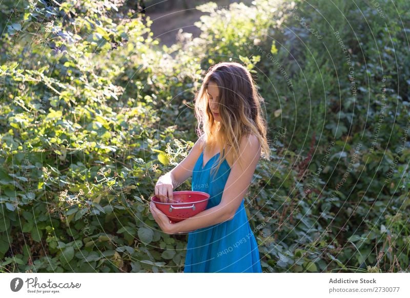 Mädchen beim Beerenpflücken im Garten Frau sammelnd Kommissionierung Ernte süß Landwirtschaft Gärtner Natur reif organisch natürlich frisch Sträucher Vitamin