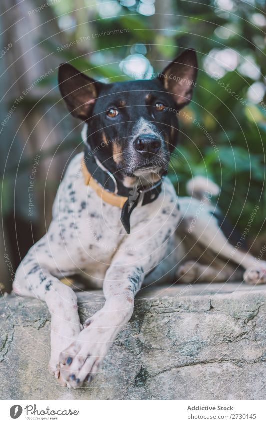 Süßer Mischlingshund draußen Hund besinnlich Außenaufnahme lügen Fürsorge Tier Haustier heimisch niedlich Porträt Hündchen Jugendliche klein Freundlichkeit