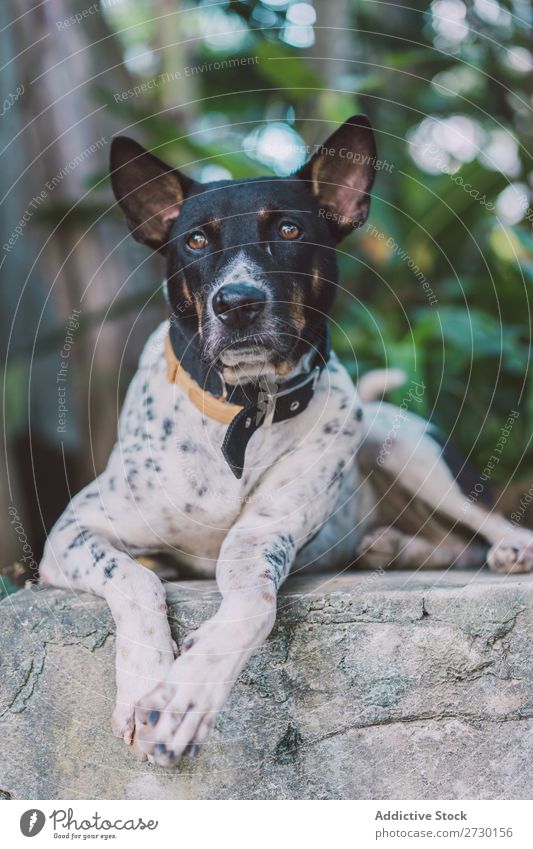 Süßer Mischlingshund draußen Hund besinnlich Außenaufnahme lügen Fürsorge Tier Haustier heimisch niedlich Porträt Hündchen Jugendliche klein Freundlichkeit