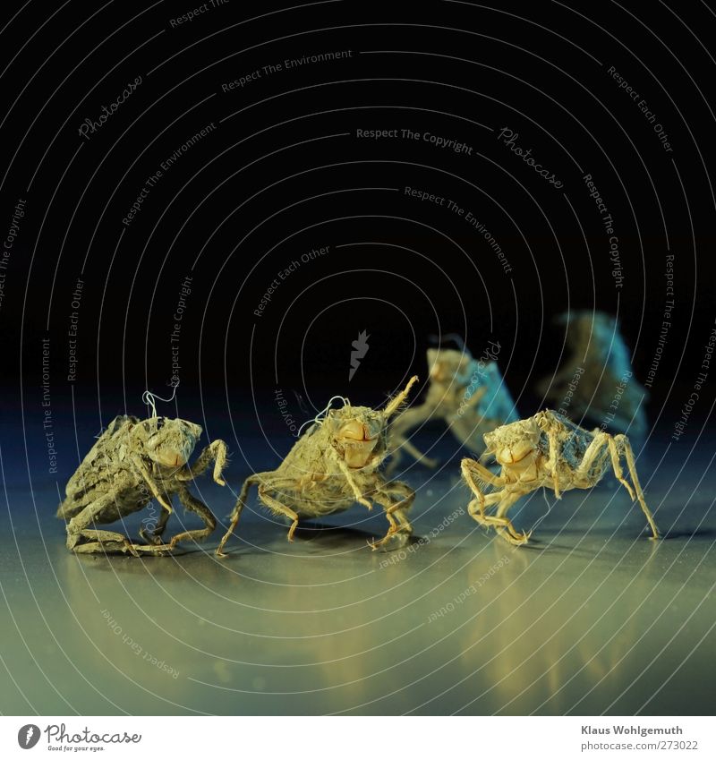 Wie Reiter der Apocalypse sehen sie aus die trockenen Larvenhüllen von Großlibellen. Haut Tier Libelle Larvenhaut Tiergruppe Ekel gruselig blau gelb grau