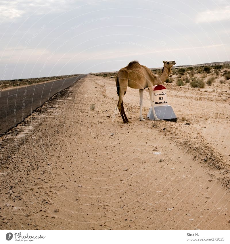 Camelus Dromedarius IIi Natur Landschaft Himmel Wüste Tunesien Verkehrsmittel Straße Nutztier Kamel 1 Tier Tierjunges Schilder & Markierungen stehen warten